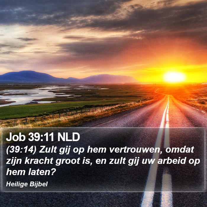 Job 39:11 NLD Bible Study