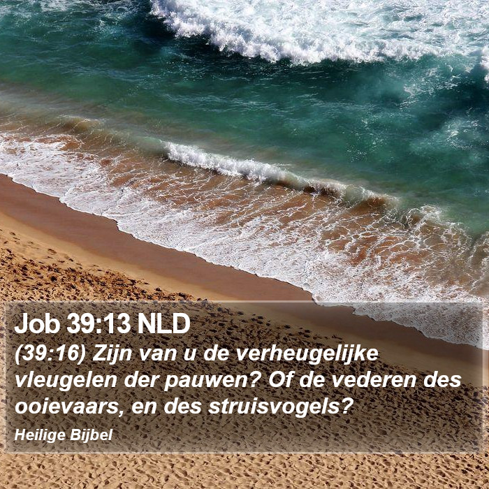 Job 39:13 NLD Bible Study