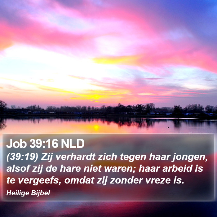 Job 39:16 NLD Bible Study