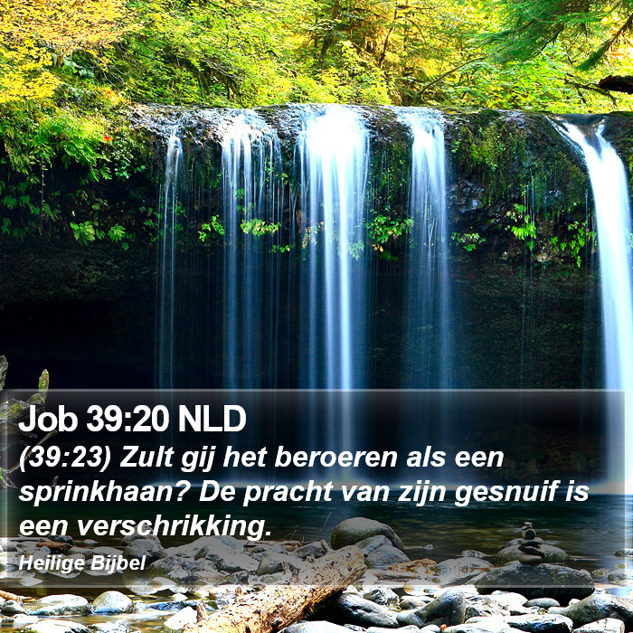 Job 39:20 NLD Bible Study