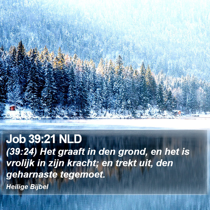 Job 39:21 NLD Bible Study