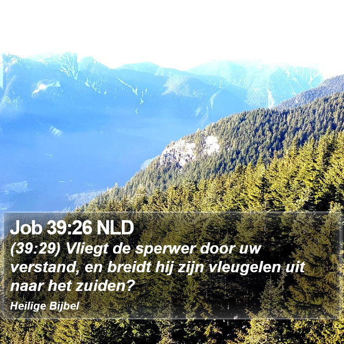 Job 39:26 NLD Bible Study