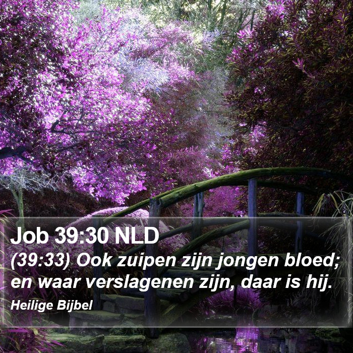 Job 39:30 NLD Bible Study