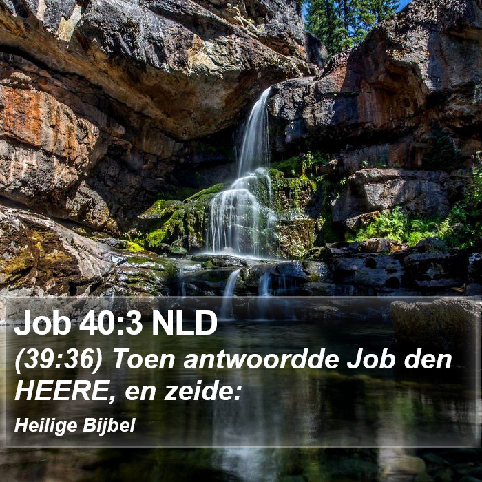 Job 40:3 NLD Bible Study