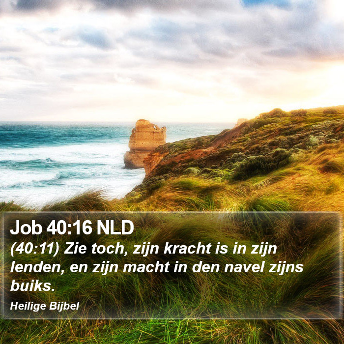 Job 40:16 NLD Bible Study