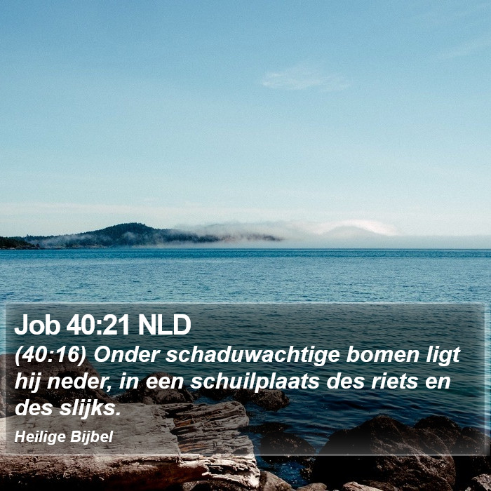 Job 40:21 NLD Bible Study