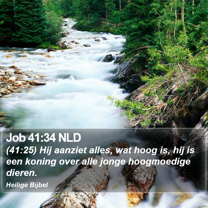 Job 41:34 NLD Bible Study