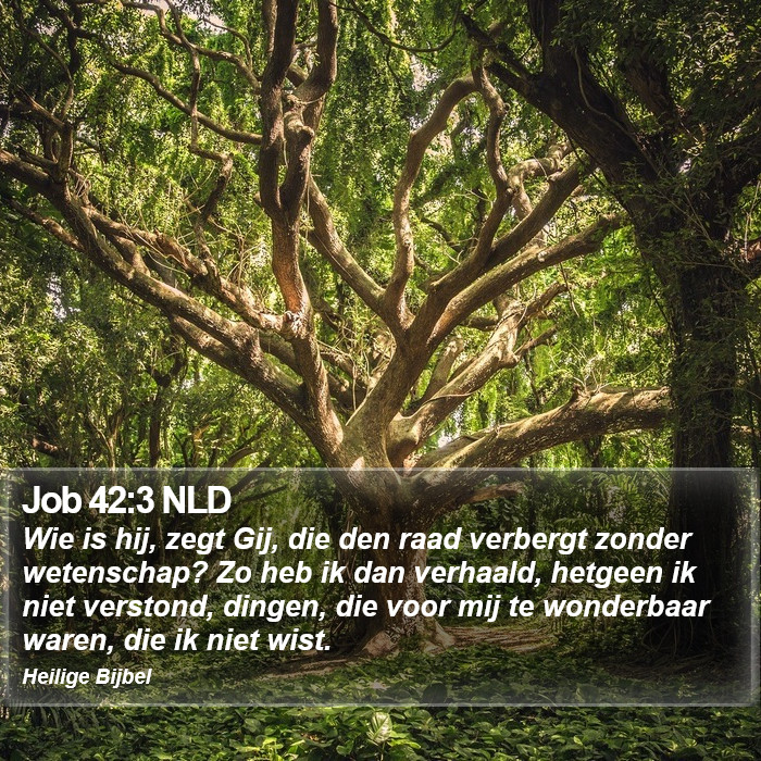 Job 42:3 NLD Bible Study