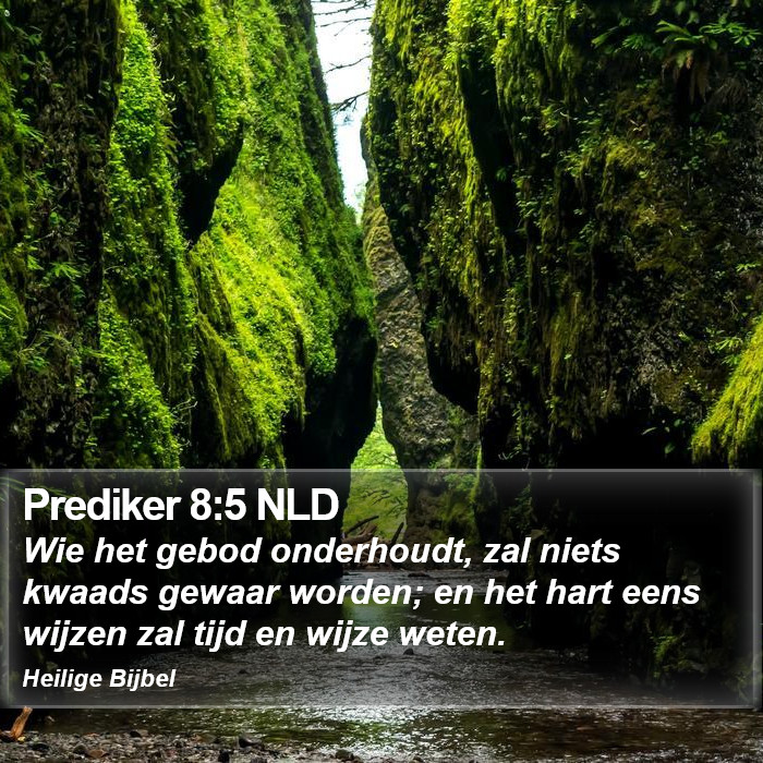 Prediker 8:5 NLD Bible Study