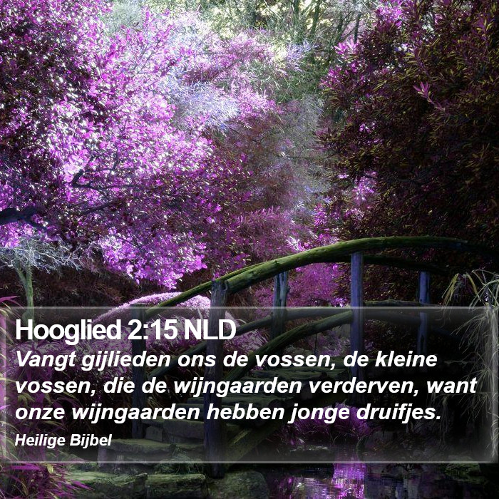 Hooglied 2:15 NLD Bible Study