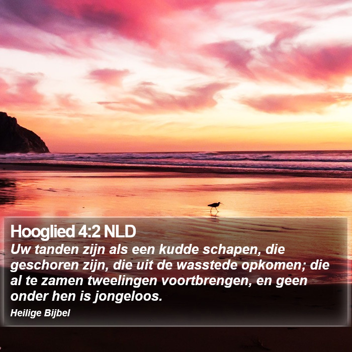 Hooglied 4:2 NLD Bible Study