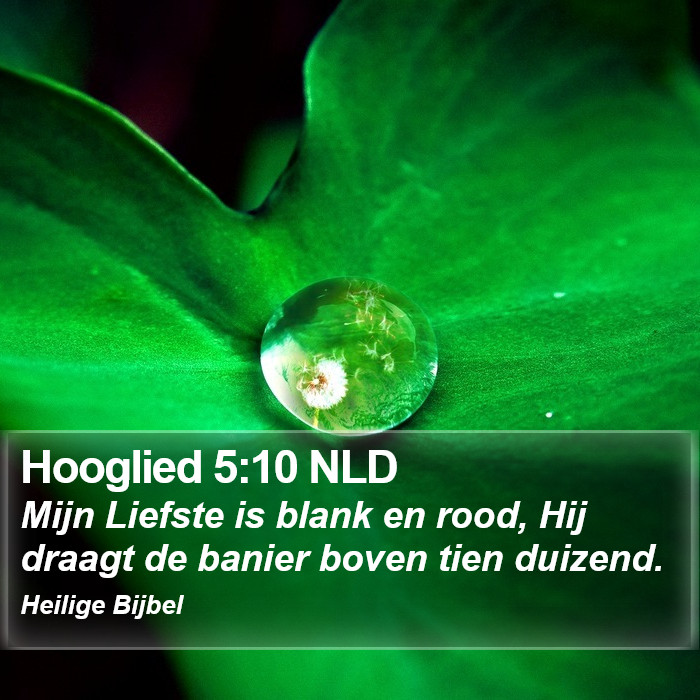 Hooglied 5:10 NLD Bible Study