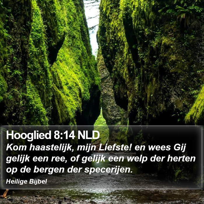 Hooglied 8:14 NLD Bible Study