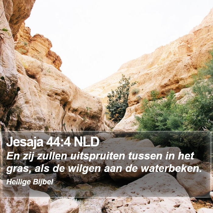 Jesaja 44:4 NLD Bible Study