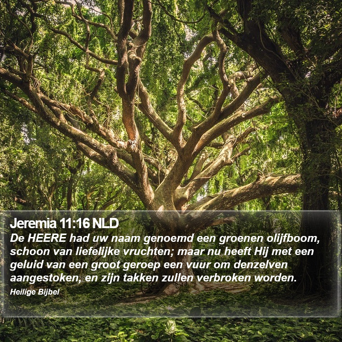 Jeremia 11:16 NLD Bible Study