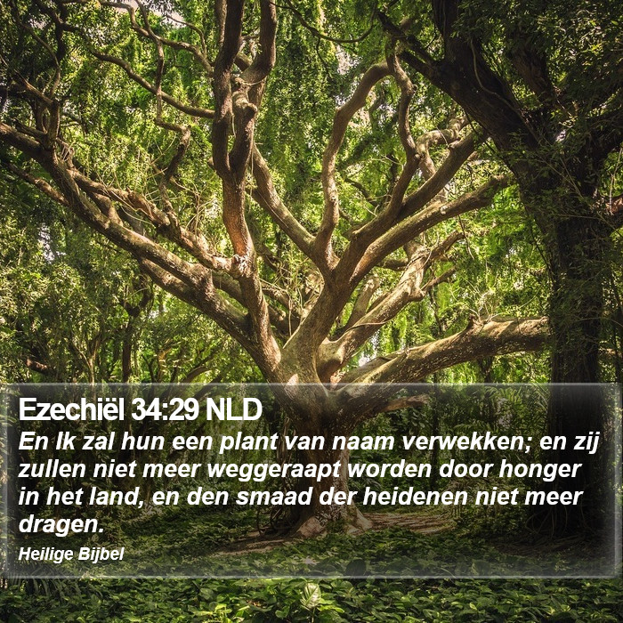 Ezechiël 34:29 NLD Bible Study