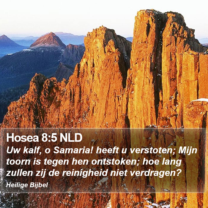 Hosea 8:5 NLD Bible Study