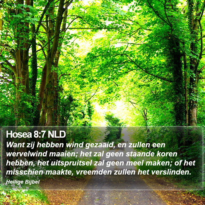 Hosea 8:7 NLD Bible Study