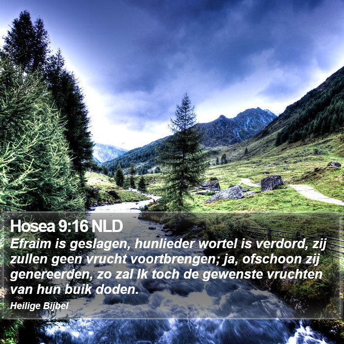 Hosea 9:16 NLD Bible Study
