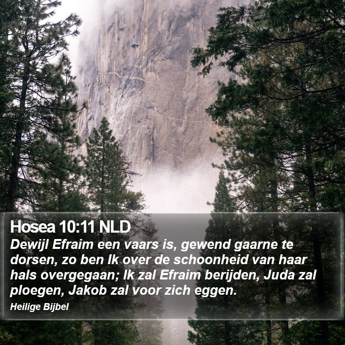 Hosea 10:11 NLD Bible Study