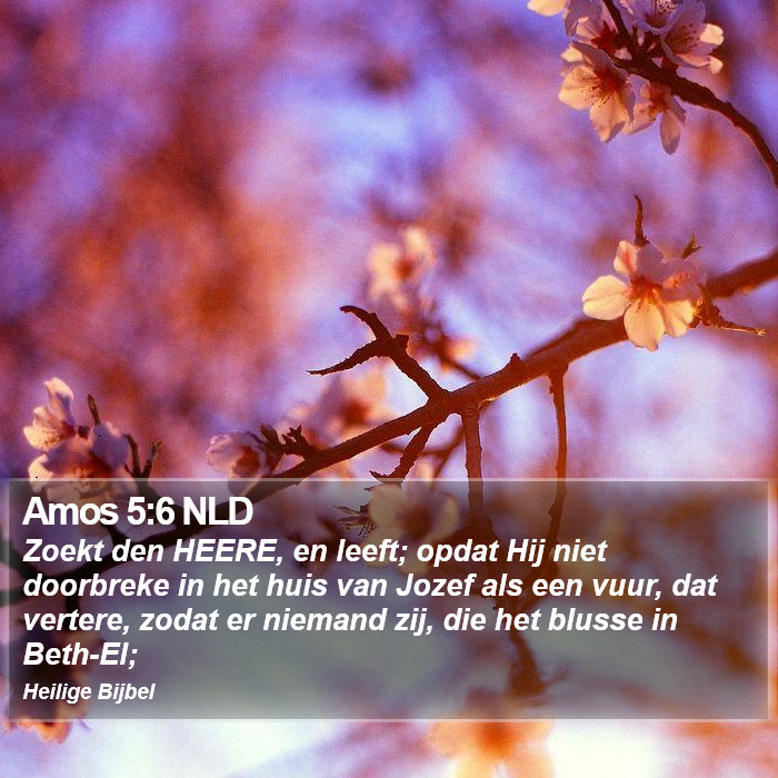 Amos 5:6 NLD Bible Study