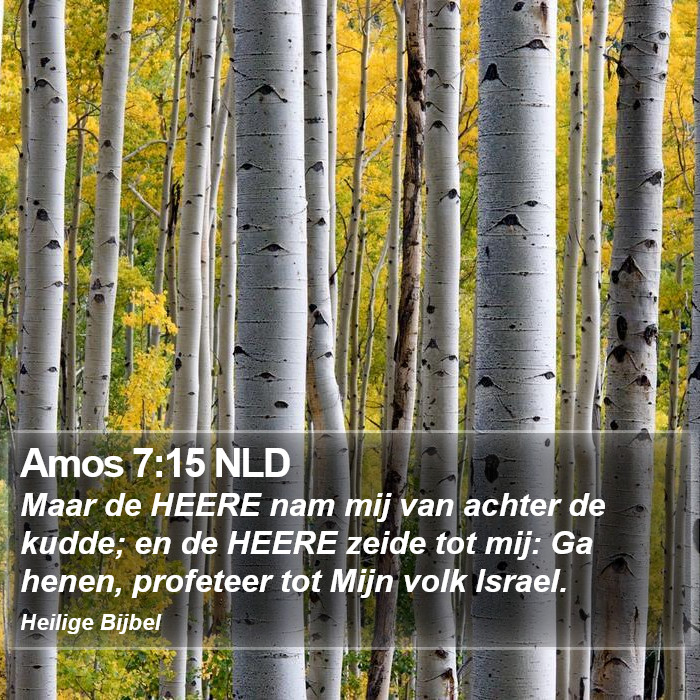 Amos 7:15 NLD Bible Study