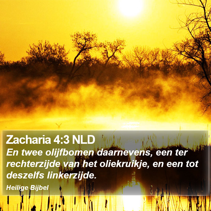 Zacharia 4:3 NLD Bible Study