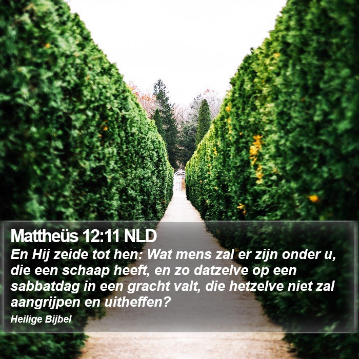 Mattheüs 12:11 NLD Bible Study