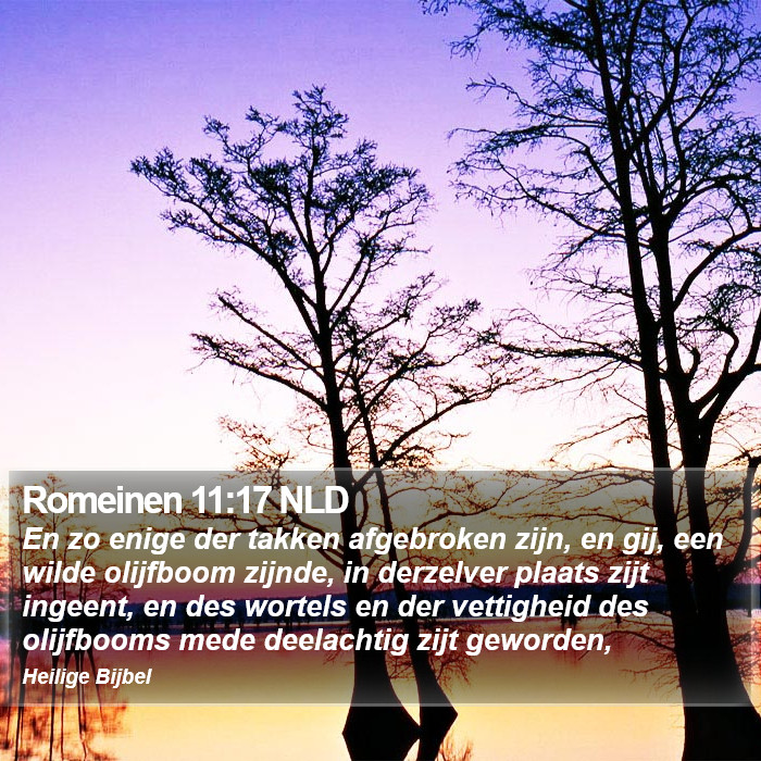 Romeinen 11:17 NLD Bible Study