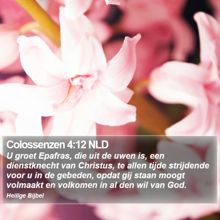 Colossenzen 4:12 NLD Bible Study